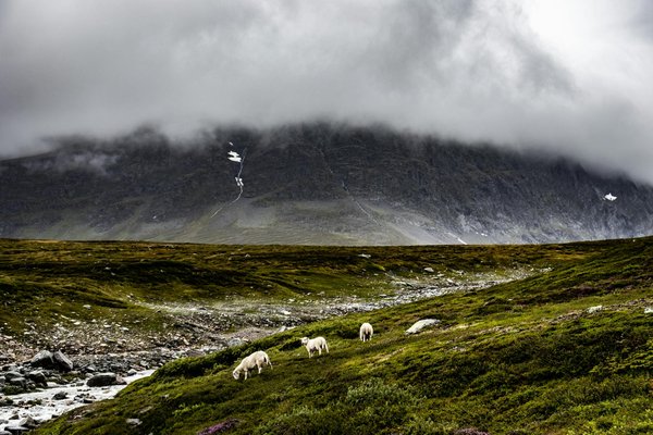 Comment organiser une croisière pour découvrir les réserves ornithologiques dans les îles Galápagos?